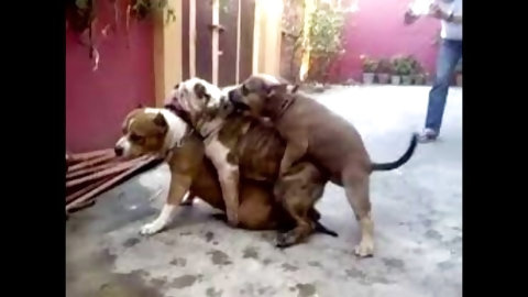 Naughty Threesome Turns Into Orgy